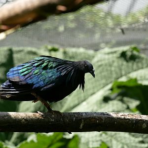 Nicobar pigeon (Caloenas nicobarica)
