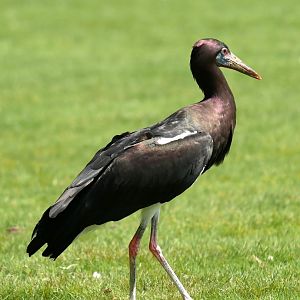 Abdim's stork (Ciconia abdimii)