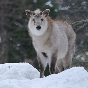 Japanese Serow