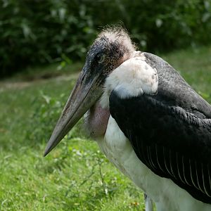 Marabou stork (Leptoptilos crumenifer)