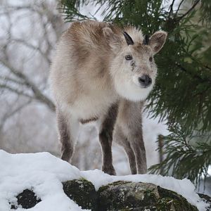 Japanese Serow