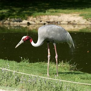 Sarus crane (Antigone antigone)