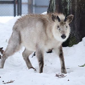 Japanese Serow