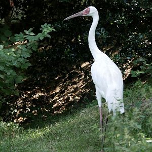 Siberian crane (Leucogeranus leucogeranus)