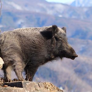 Japanese Boar