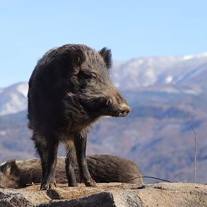 Japanese Boar