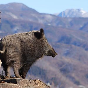 Japanese Boar