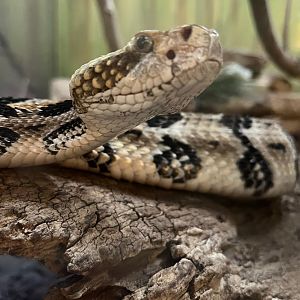 Timber Rattlesnake - 12/29/24
