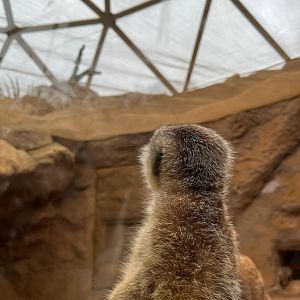 Meerkat - 12/29/24