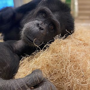 Common Chimpanzee - 12/29/24