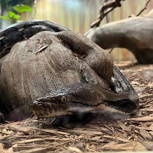 Reticulated Python - 12/29/24