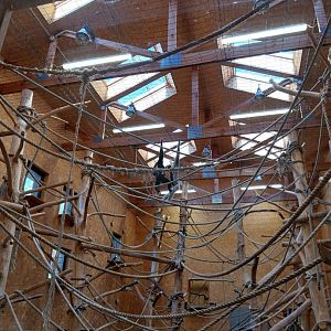 Pileated Gibbon (Hylobates pleatus)