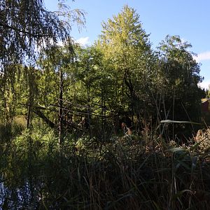 Pileated Gibbon island