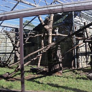 Hanuman Langur (Semnopithecus entellus)
