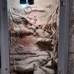 Monkey House - Blue Spiny Lizard (Sceloporus serrifer)