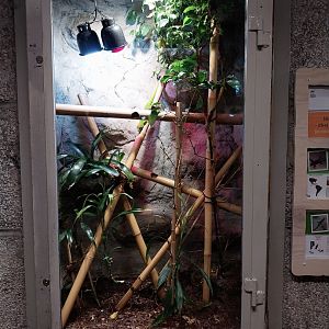 Monkey House - Madagascar Day Gecko (Phelsuma madagascariensis grandis)