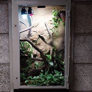 Monkey House - Rhinoceros snake (Gonyosoma boulengeri)