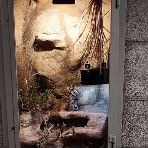 Monkey House - Dwarf Bearded Dragon (Pogona henrylawsoni)