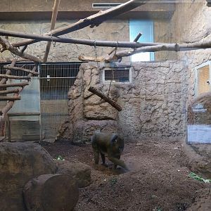 Monkey House - Mandrill (Mandrillus sphinx)