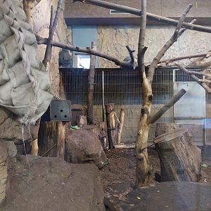 Monkey House - Mandrill (Mandrillus sphinx)