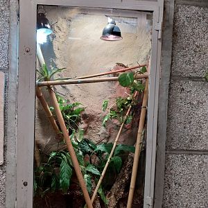 Monkey House - Koch's Giant Day Gecko (Phelsuma madagascariensis kochi)