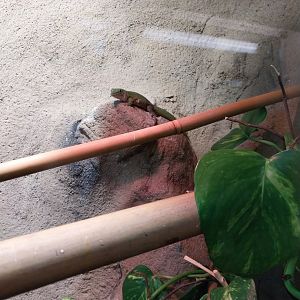 Monkey House - Koch's Giant Day Gecko (Phelsuma madagascariensis kochi)
