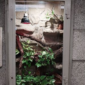 Monkey House - Carpet python (Morelia spilota)