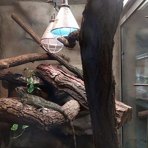 Monkey House - Asian Water Dragon (Physignathus cocincinus)