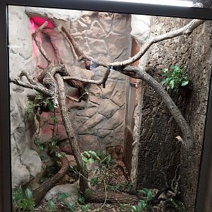 Monkey House - Haitian Boa (Chilabothrus striatus = Epicrates striatus)