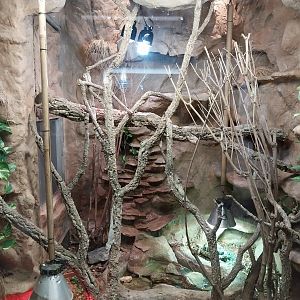 Monkey House - Western Bearded Anole (Anolis barbatus) and Star Tortoise (Geochelone elegans)