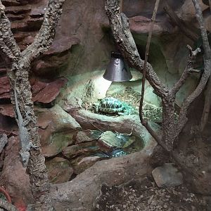 Monkey House -  Star Tortoise (Geochelone elegans)