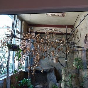 Monkey House - Golden Lion Tamarin (Leontopithecus rosalia)