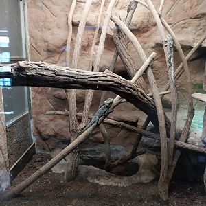 Monkey House - Frilled Lizard (Chlamydosaurus kingii)