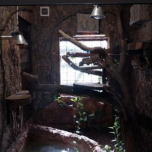 Monkey House - Cuban Tree Boa (Chilabothrus angulifer = Epicrates angulifer)