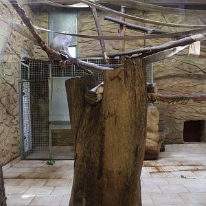 Monkey House - Hanuman langur (Semnipithecus entellus)