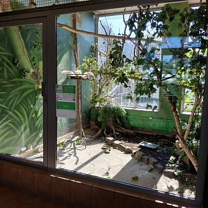 Parrot House - Yellow-crested Cockatoo (Cacatua sulphurea)
