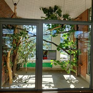 Parrot House - Red-fronted macaw (Ara rubrogenys)