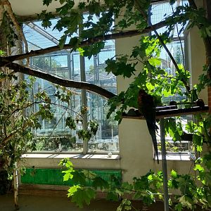 Parrot House - Red-fronted macaw (Ara rubrogenys)