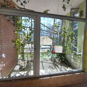 Parrot House - Salmon-crested cockatoo (Cacatua moluccensis) and Grey Parrot (Psittacus erithacus)