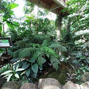 South America House - Yellow-spotted River Turtle (Podocnemis unnifilis)