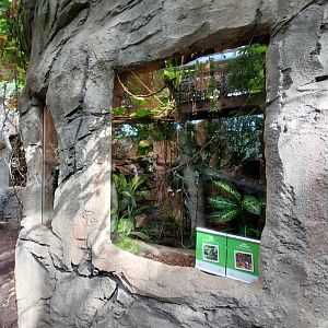 South America House - Amazon Tree Boa (Corallus hortulanus) and Colombian Rainbow Boa (Epicrates maurus)