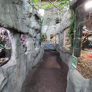 South America House - Reptile section