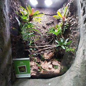 South America House - Ornate Horned Frog (Ceratophrys ornata)