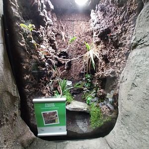 South America House - Brazilian salmon pink bird-eating tarantula (Lasiodora parahybana)