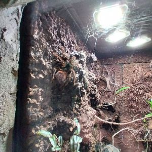 South America House - Brazilian salmon pink bird-eating tarantula (Lasiodora parahybana)