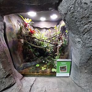 South America House - Green and black poison dart frog (Dendrobates auratus)