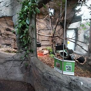 South America House - Plumed basilisk (Basilliscus plumifrons) + Red-footed tortoise (Chelonoidis carbonarius)