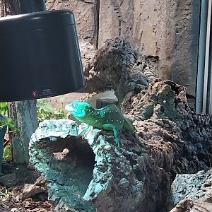 South America House - Plumed basilisk (Basilliscus plumifrons)