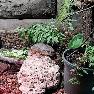 South America House - Red-footed tortoise (Chelonoidis carbonarius)