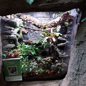 South America House - Dyeing Dart Frog (Dendrobates tinctorius)